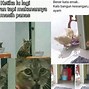 Gambar Kucing Lucu Dengan Kata Kata Galau